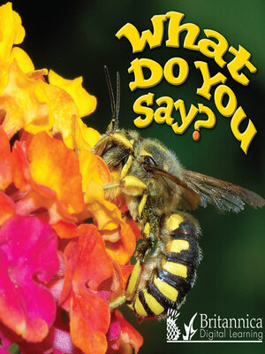 cover image of What Do You Say?